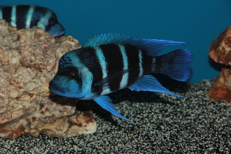 Cyphotilapia gibberosa 'Moliro'